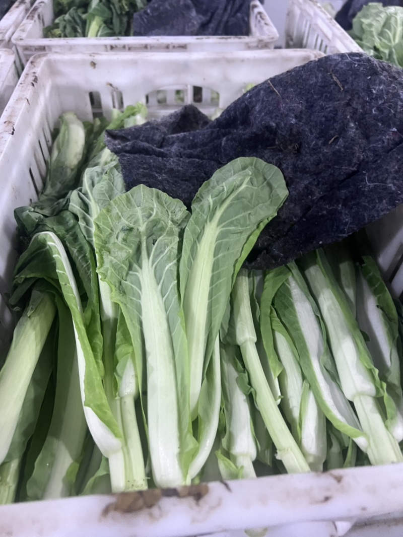 精品毛白菜苔，快菜苔