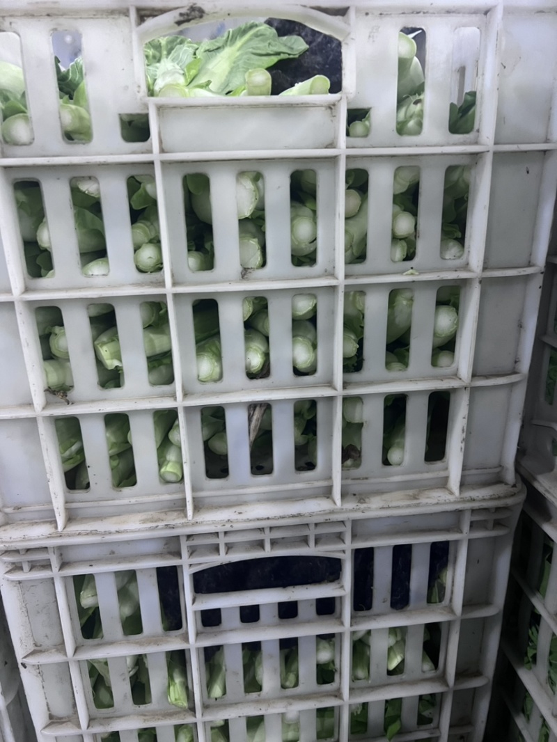 精品毛白菜苔，快菜苔