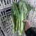精品毛白菜苔，快菜苔