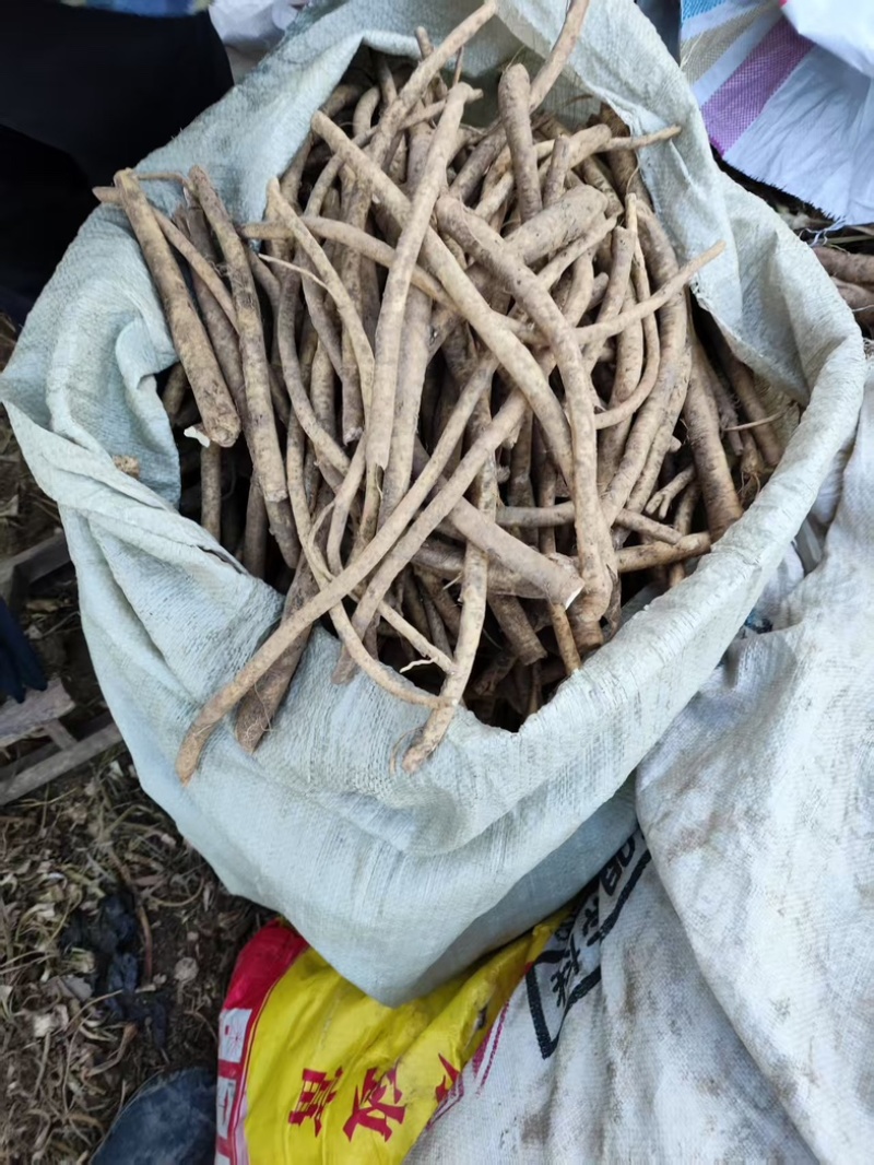 【牛商推荐】山东临沂辣根种子大量供应存活率产量高