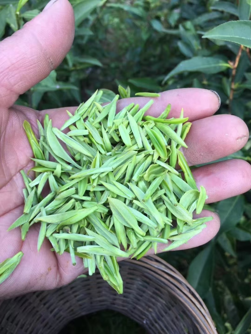 江西浮梁县瑶里镇郑家山高山毛尖茶叶，级品茶