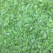 江西浮梁县瑶里镇郑家山高山毛尖茶叶，级品茶