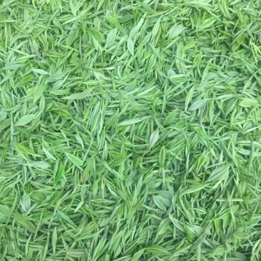 江西浮梁县瑶里镇郑家山高山毛尖茶叶，级品茶