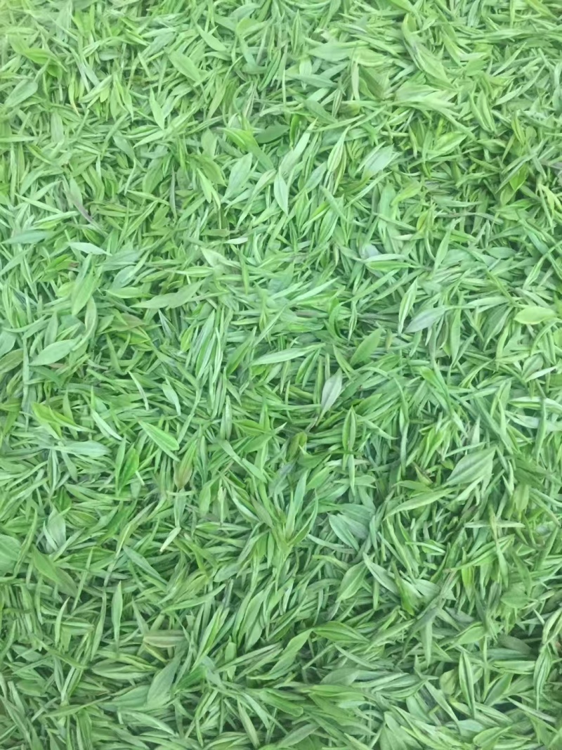 江西浮梁县瑶里镇郑家山高山毛尖茶叶，级品茶