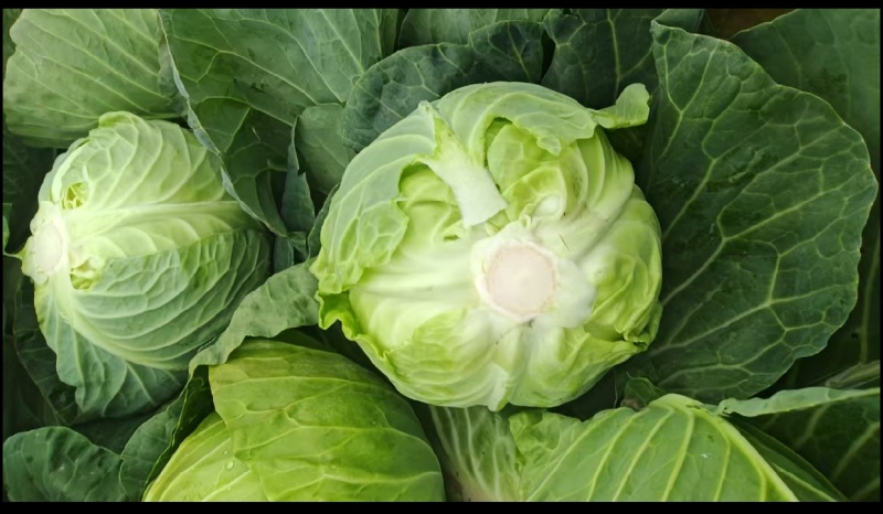 圆包菜，产地直发，人工采摘，包装整洁，质量保证，信誉商家