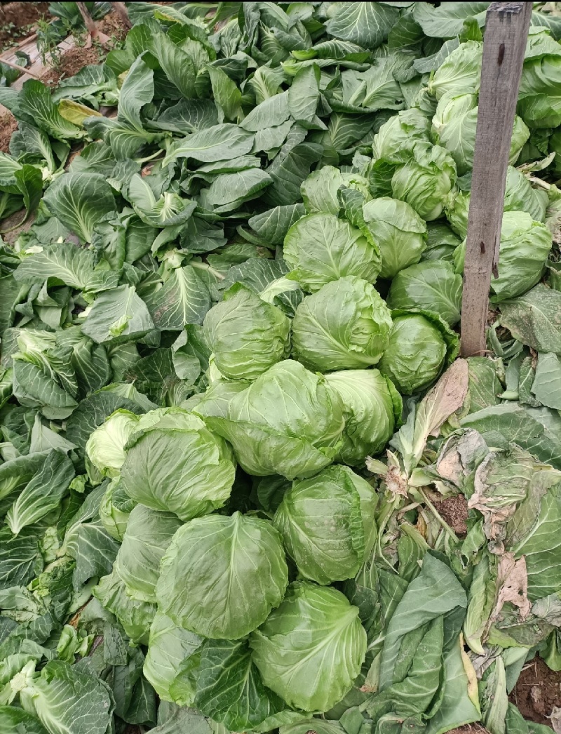 圆包菜，产地直发，人工采摘，包装整洁，质量保证，信誉商家
