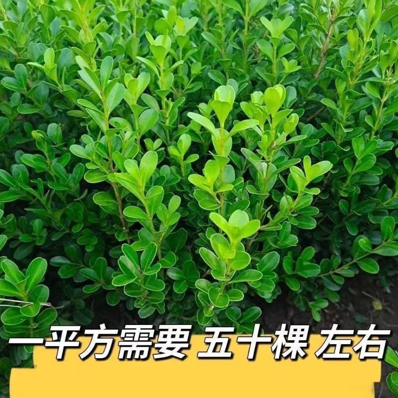 黄杨绿植绿化瓜子小叶黄杨床苗四季常青庭院室内室外均
