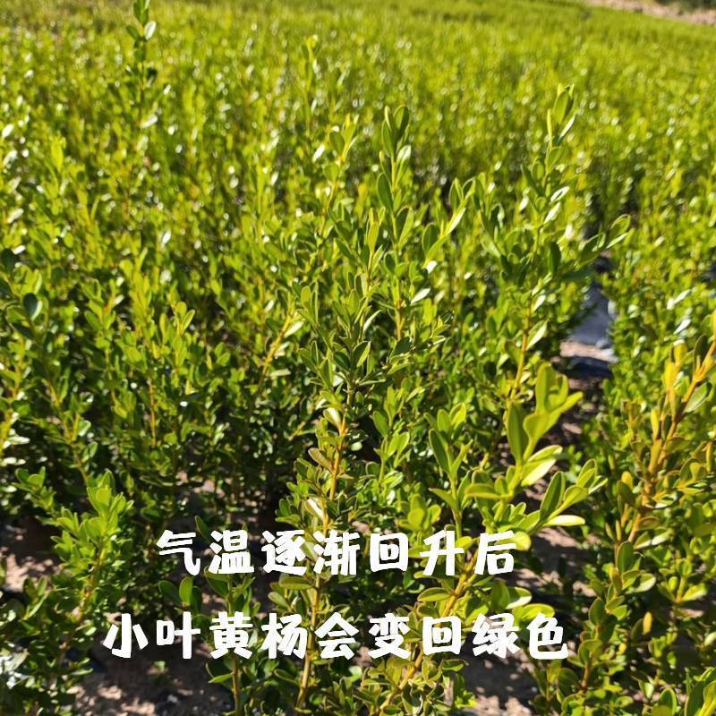 黄杨绿植绿化瓜子小叶黄杨床苗四季常青庭院室内室外均