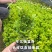 黄杨绿植绿化瓜子小叶黄杨床苗四季常青庭院室内室外均