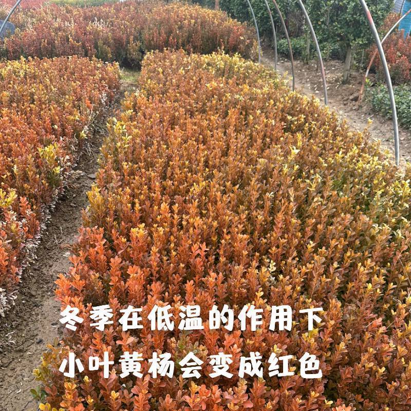 黄杨绿植绿化瓜子小叶黄杨床苗四季常青庭院室内室外均