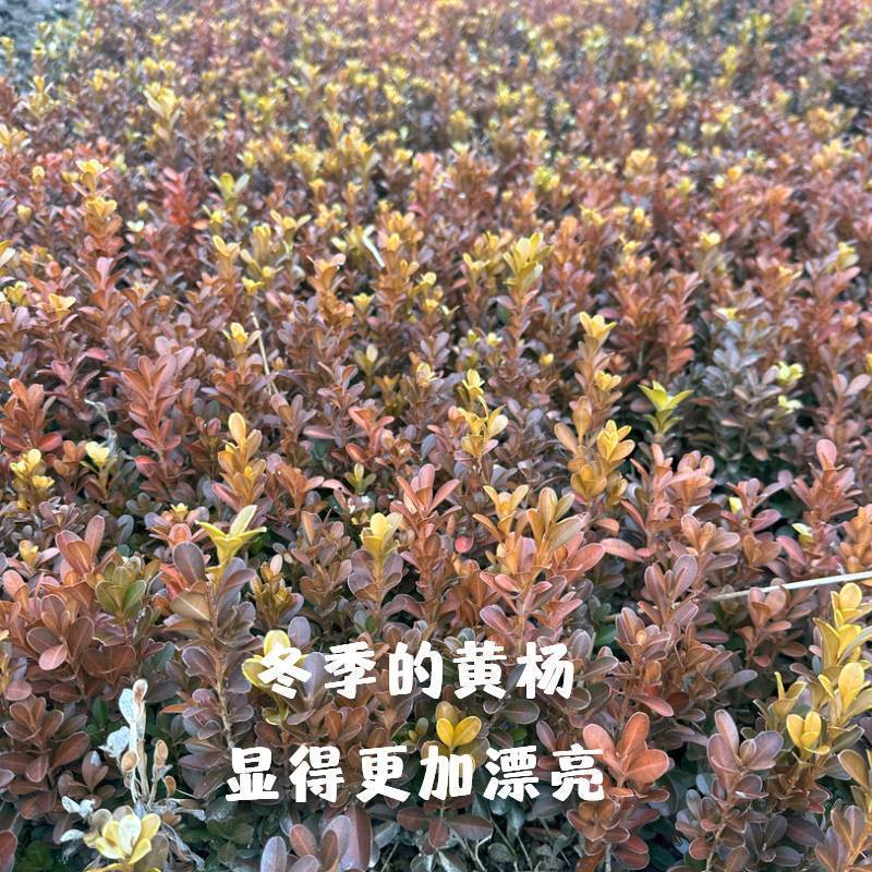 黄杨绿植绿化瓜子小叶黄杨床苗四季常青庭院室内室外均