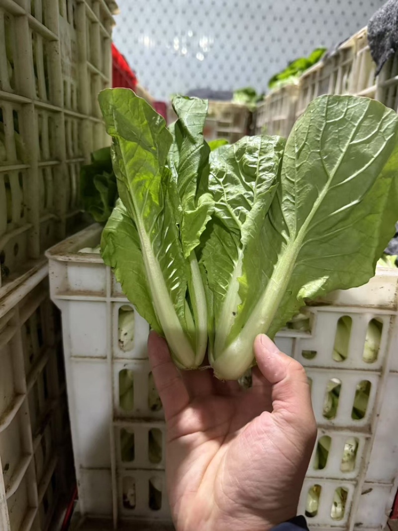 白菜产地直供大量有货品质保证服务周到