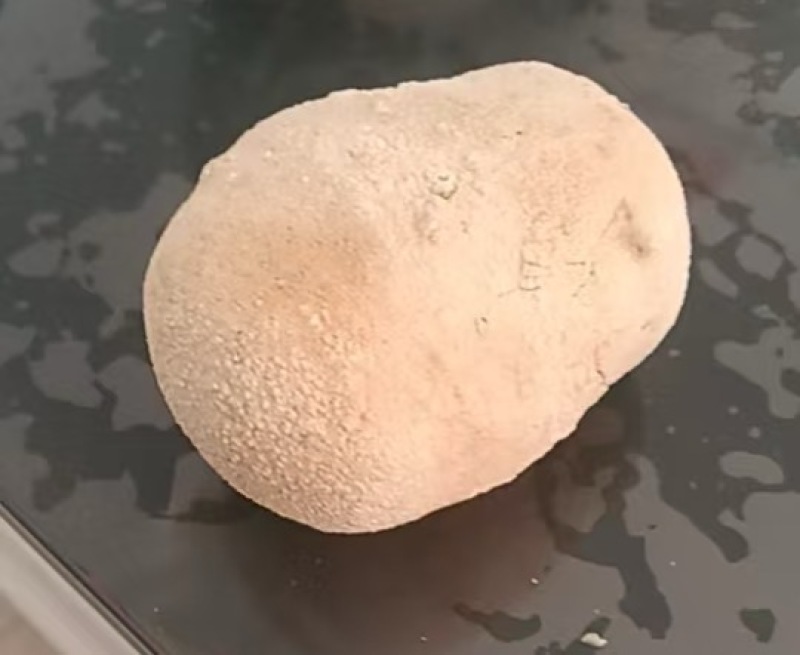 天然狗宝可议价电话***********