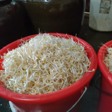 绿色健康，从一颗豆芽开始