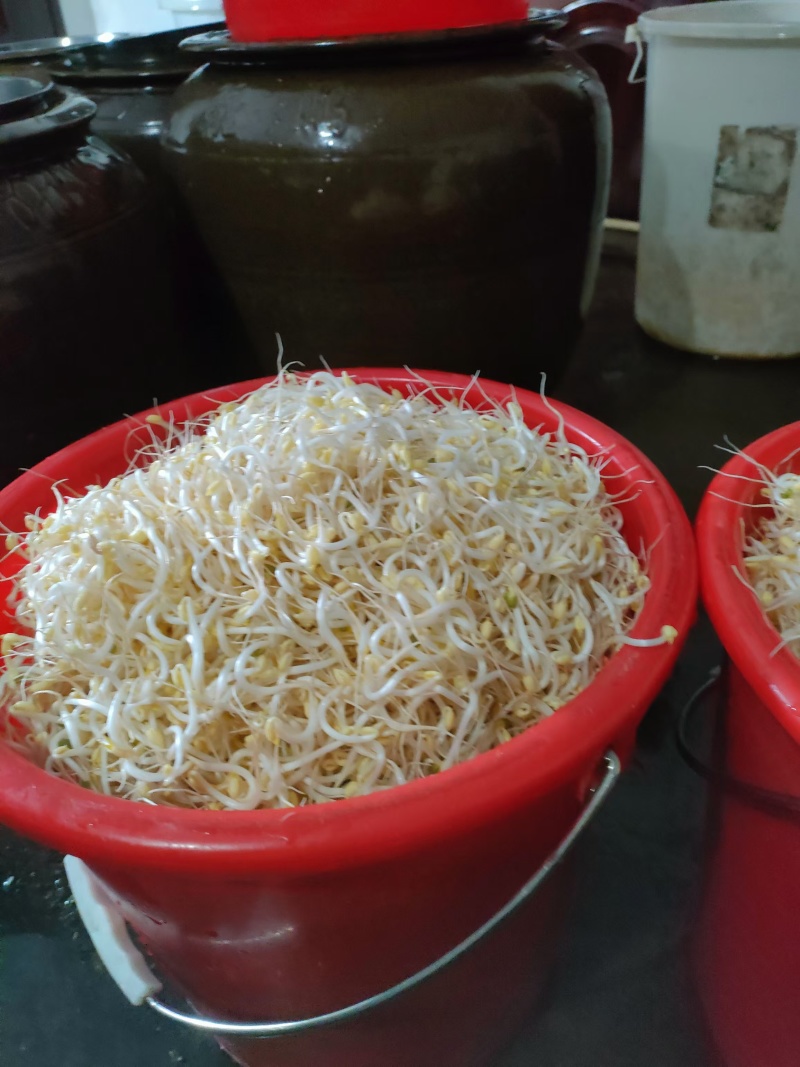 绿色健康，从一颗豆芽开始