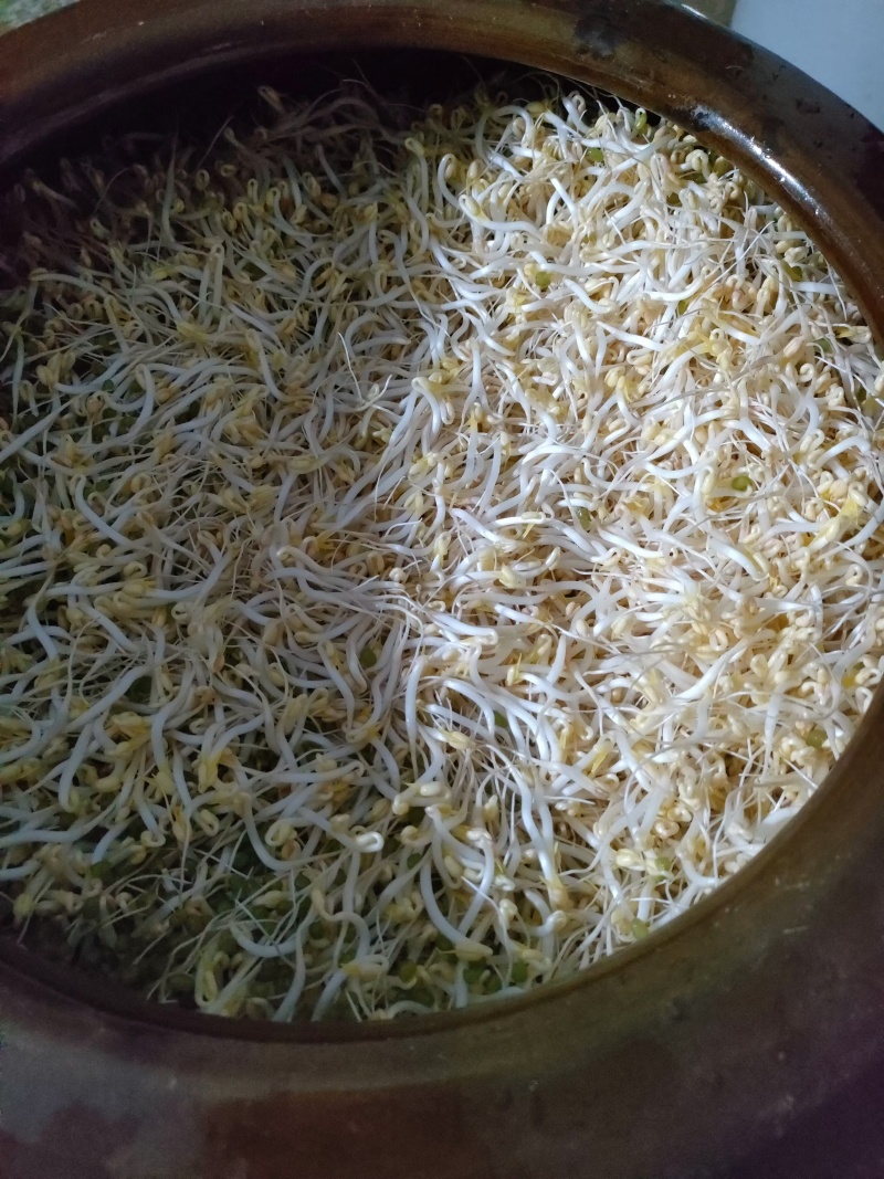 绿色健康，从一颗豆芽开始