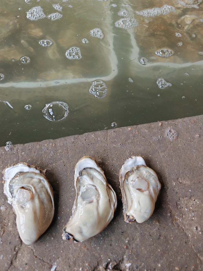 鼓鼓肥的生蚝
