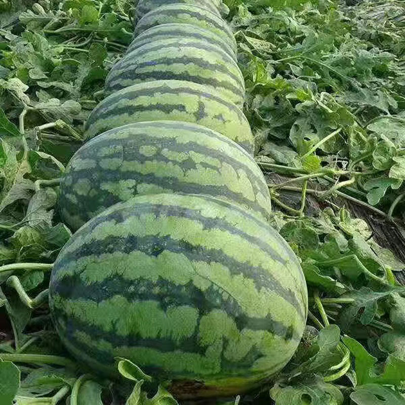 【精选】精品甜王西瓜大量供应品质保证甜度高水分足