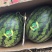 【精选】精品甜王西瓜大量供应品质保证甜度高水分足