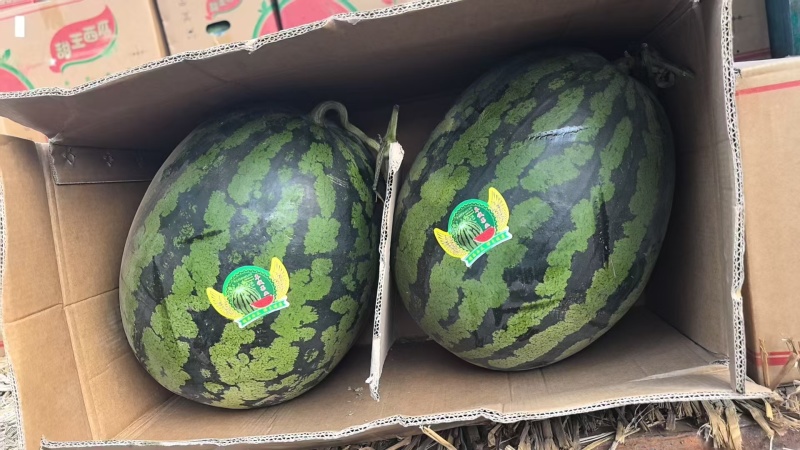 【精选】精品甜王西瓜大量供应品质保证甜度高水分足