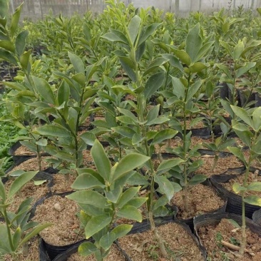 脆蜜金桔苗木盆栽地载树苗四季开花结果耐寒可食用