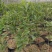 脆蜜金桔苗木盆栽地载树苗四季开花结果耐寒可食用