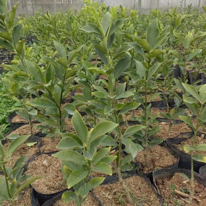脆蜜金桔苗木盆栽地载树苗四季开花结果耐寒可食用