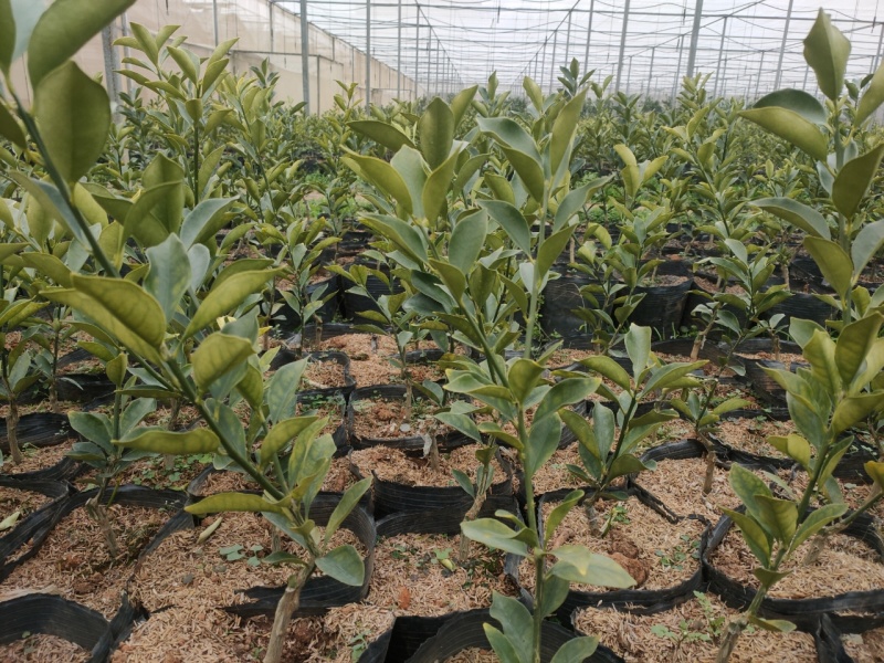 脆蜜金桔苗木盆栽地载树苗四季开花结果耐寒可食用