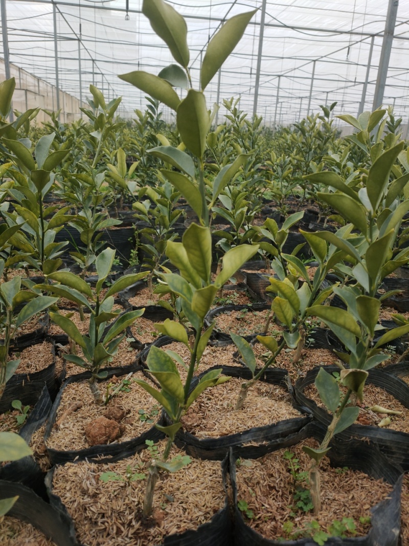 脆蜜金桔苗木盆栽地载树苗四季开花结果耐寒可食用