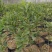脆蜜金桔苗木盆栽地载树苗四季开花结果耐寒可食用