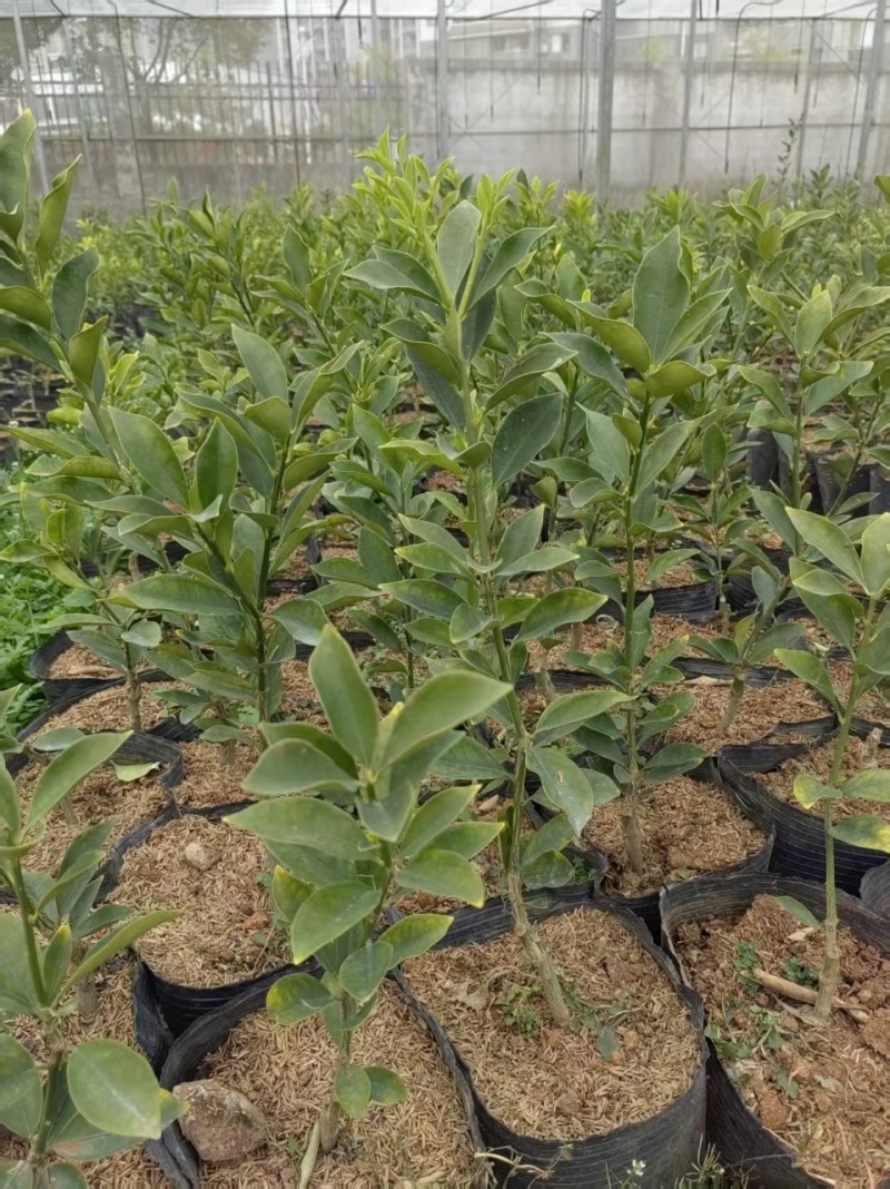 脆蜜金桔苗木盆栽地载树苗四季开花结果耐寒可食用