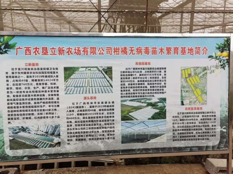 脆蜜金桔苗木盆栽地载树苗四季开花结果耐寒可食用