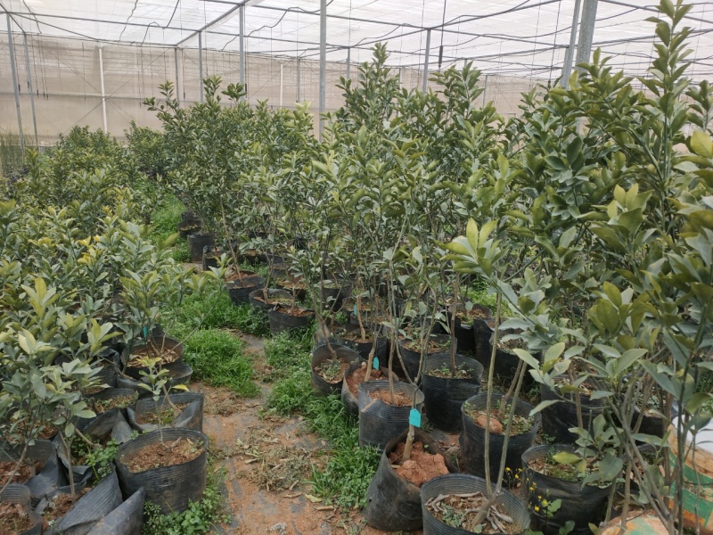 脆蜜金桔苗木盆栽地载树苗四季开花结果耐寒可食用