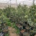 脆蜜金桔苗木盆栽地载树苗四季开花结果耐寒可食用