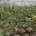 脆蜜金桔苗木盆栽地载树苗四季开花结果耐寒可食用