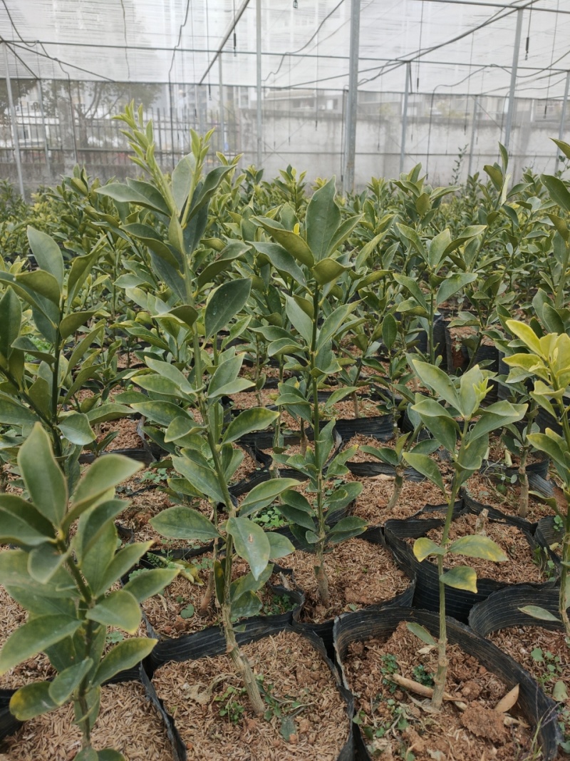 脆蜜金桔苗木盆栽地载树苗四季开花结果耐寒可食用