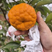 产地树树耙耙柑
