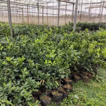 脐橙苗脱毒基地直发盆栽地栽庭院阳台四季种植当年