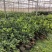 脐橙苗脱毒基地直发盆栽地栽庭院阳台四季种植当年