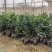 脐橙苗脱毒基地直发盆栽地栽庭院阳台四季种植当年