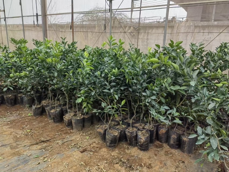 脐橙苗脱毒基地直发盆栽地栽庭院阳台四季种植当年