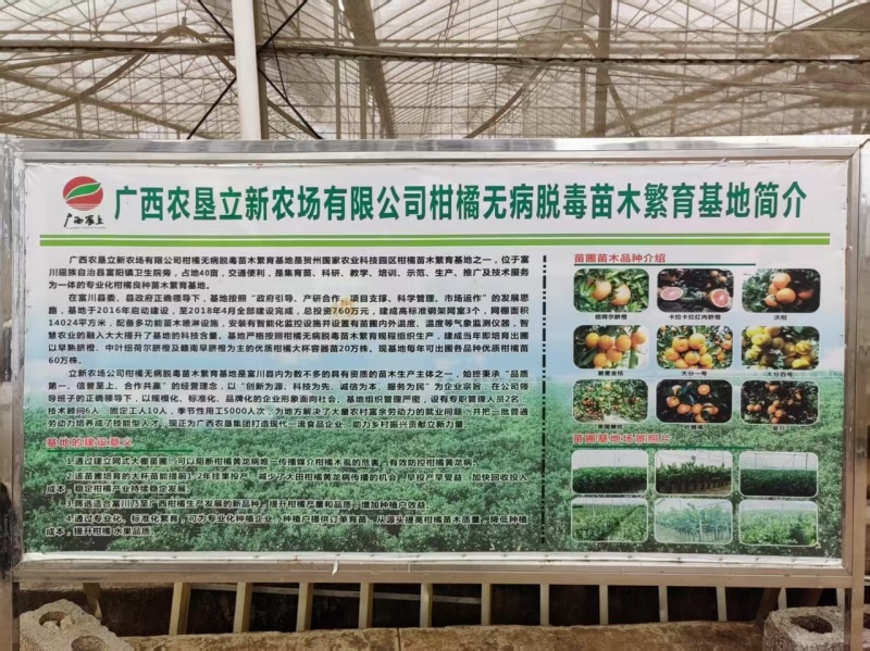 脐橙苗脱毒基地直发盆栽地栽庭院阳台四季种植当年