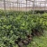 脐橙苗脱毒基地直发盆栽地栽庭院阳台四季种植当年