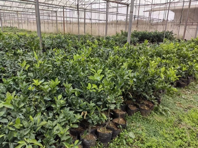 脐橙苗脱毒基地直发盆栽地栽庭院阳台四季种植当年