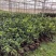 脐橙苗脱毒基地直发盆栽地栽庭院阳台四季种植当年