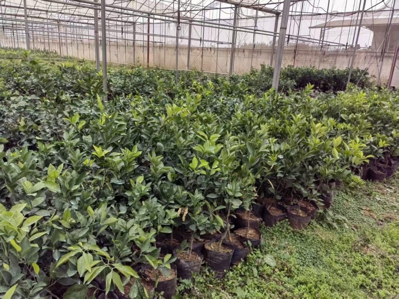 脐橙苗脱毒基地直发盆栽地栽庭院阳台四季种植当年