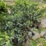 脐橙苗脱毒基地直发盆栽地栽庭院阳台四季种植当年