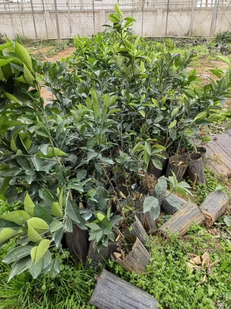 脐橙苗脱毒基地直发盆栽地栽庭院阳台四季种植当年