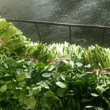 西洋菜