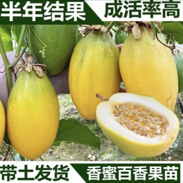 香蜜百香果嫁接苗品质保证可发全国视频看货